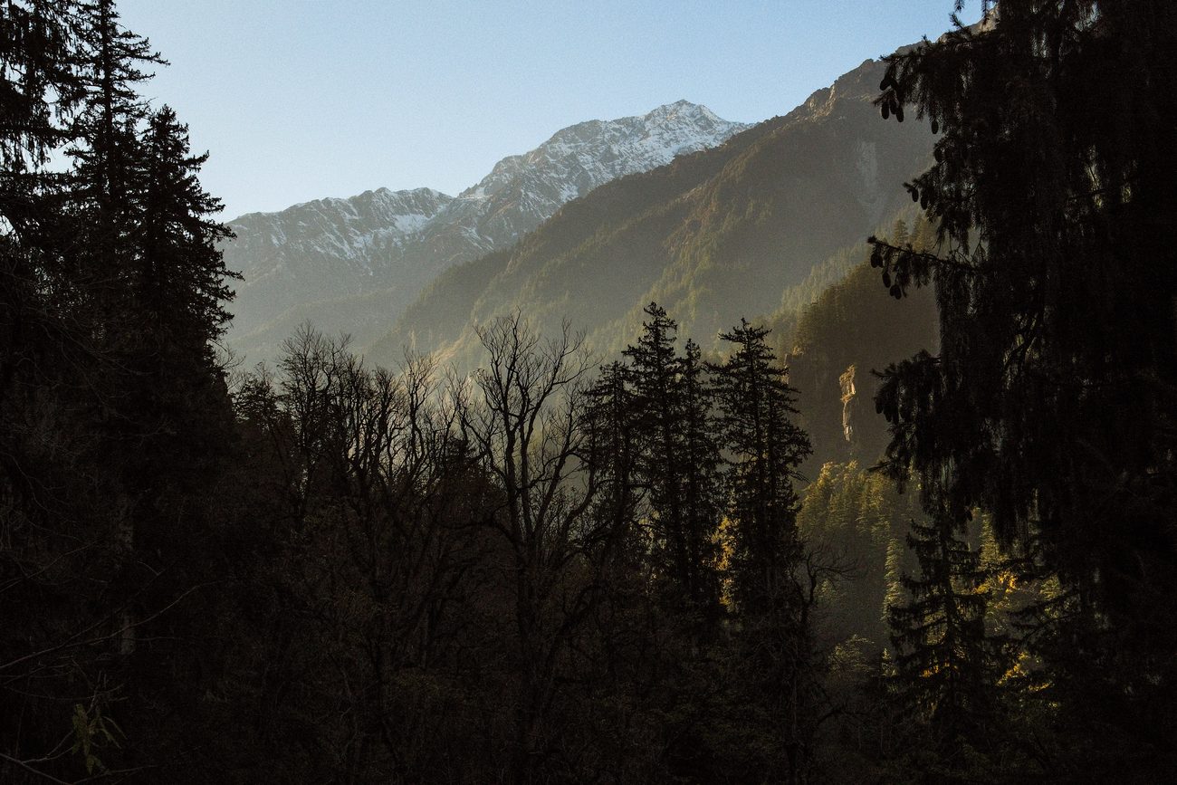 Dark deodar silhouettes framing a sunlit mountain valley.