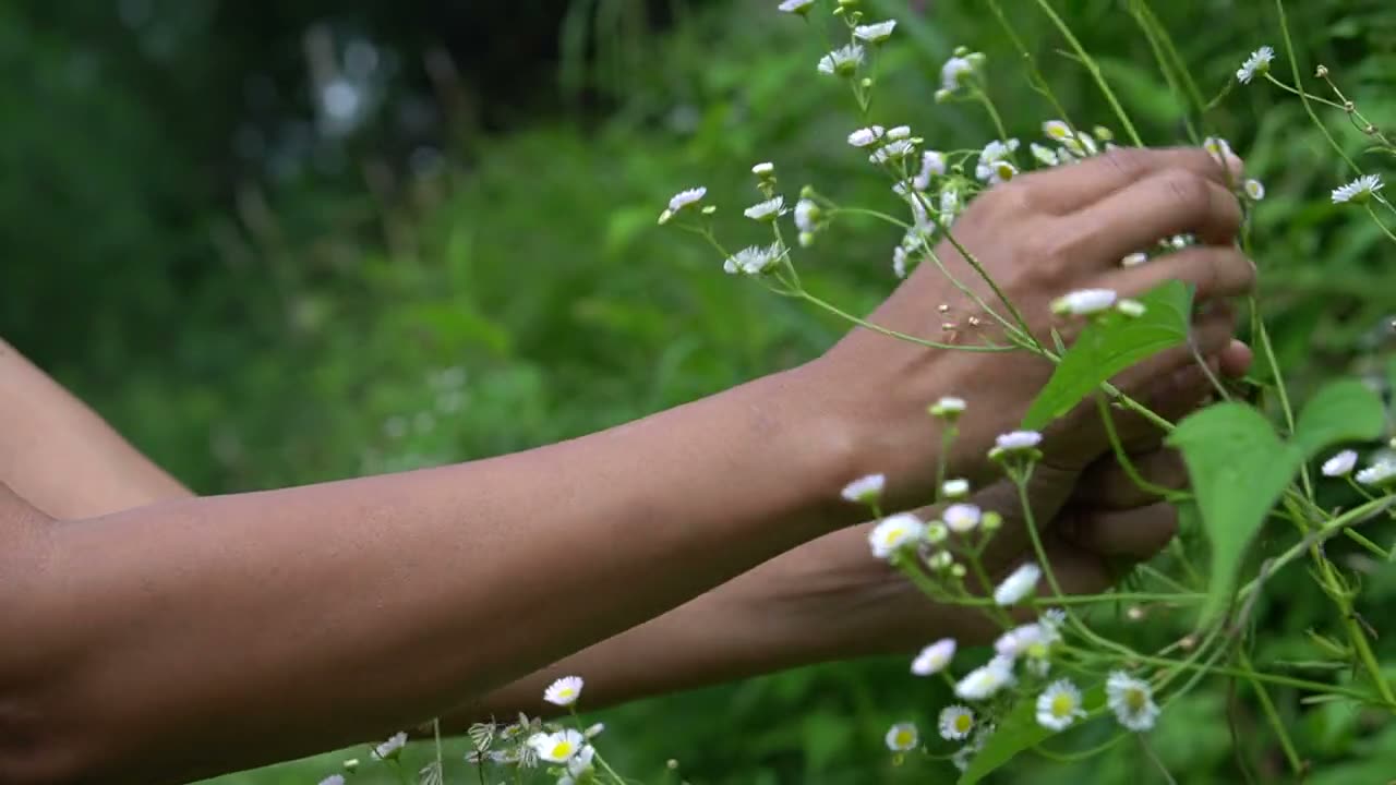 Hands gathering small white wildflowers in soft green light.