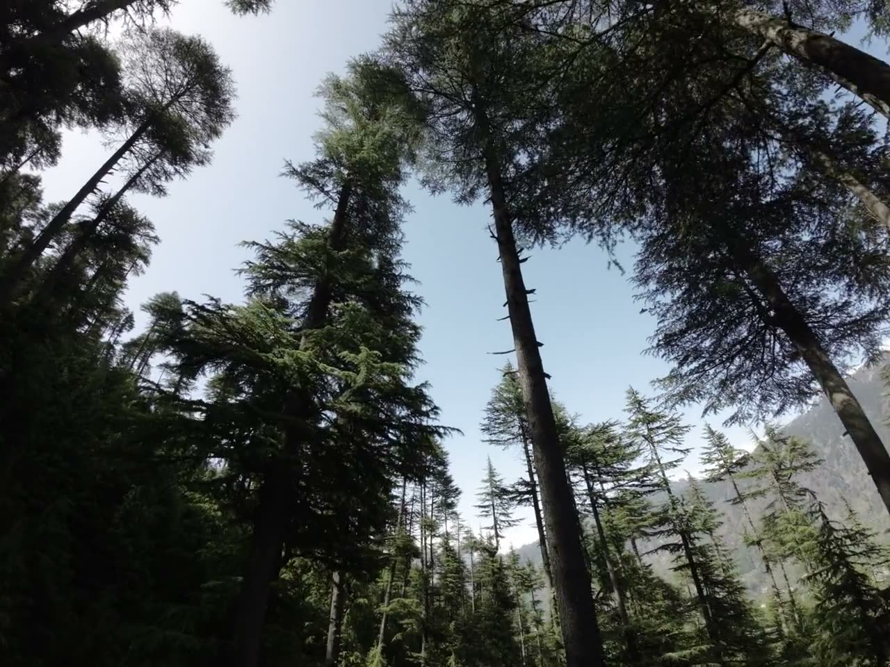 Deodar trunks rising into a clear sky, the camera tilting up through the forest.