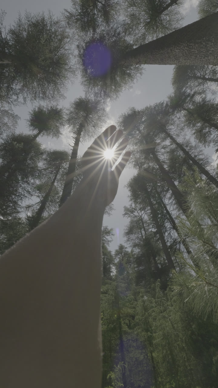 Sunlight breaking through tall pines, seen looking straight up.