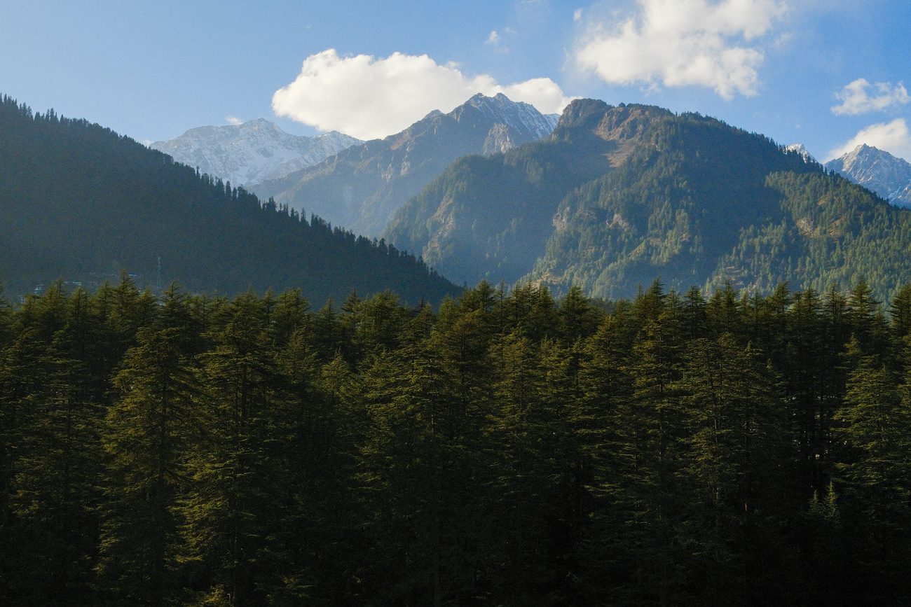 Pine forest below a ridge of snow peaks under a clear morning sky.