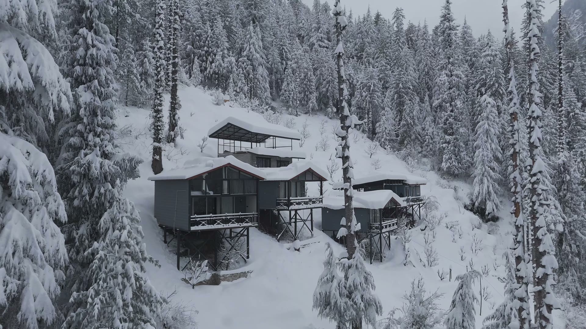Aarzu at the edge of the Manali Wildlife Sanctuary.